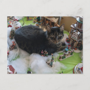 cartão postal do gato de Natal