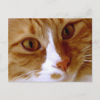 Cartão postal do gato em close up