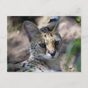 Cartão postal do gato serval