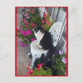 Cartão postal do gato Tuxedo fofo com flores bonit