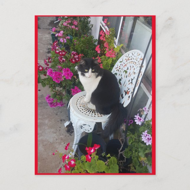 Cartão postal do gato Tuxedo fofo com flores bonit (Frente)
