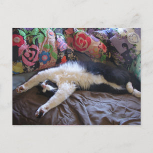 Cartão postal do gato Tuxedo fofo fazendo uma onda