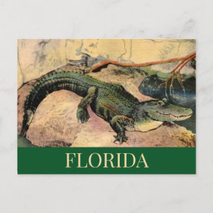 Cartão Postal do Gator da Flórida