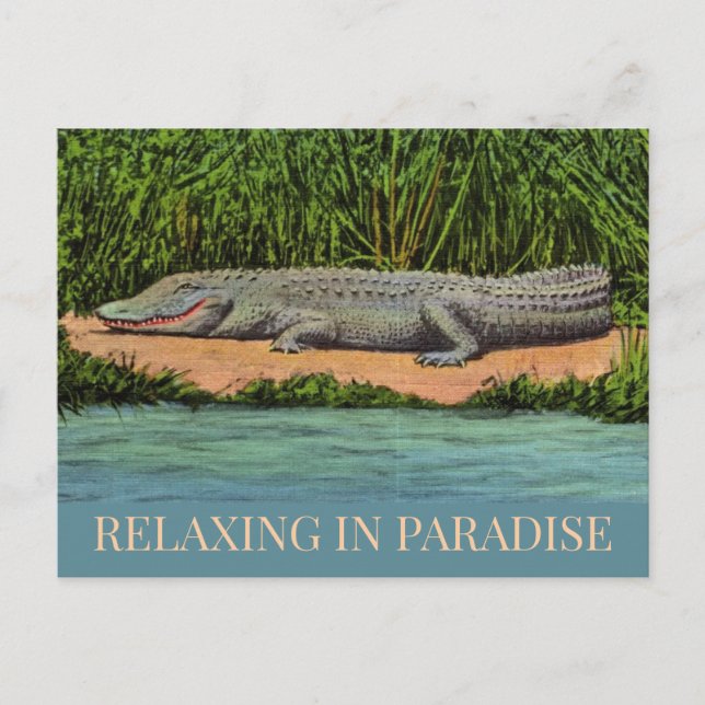 Cartão postal do Gator relaxado da Flórida (Frente)