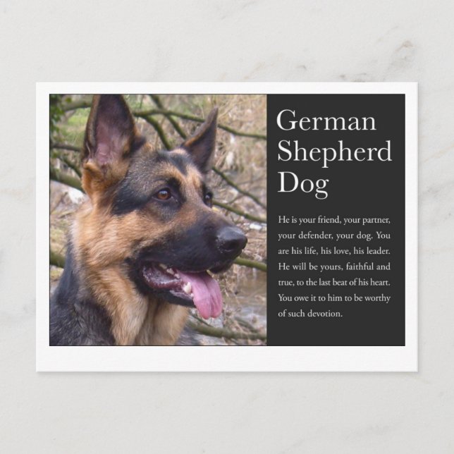 Cartão postal do german shepherd (Frente)