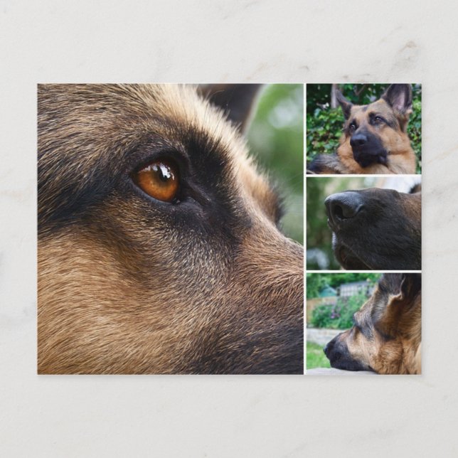 Cartão postal do german shepherd (Frente)