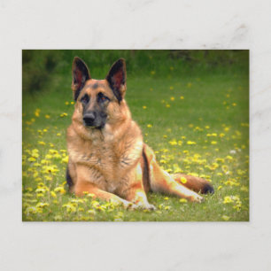 Cartão postal do german shepherd