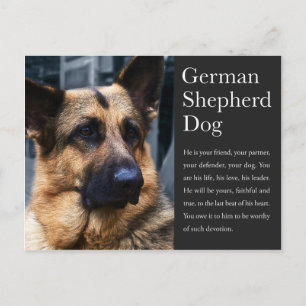 Cartão postal do german shepherd