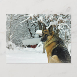 Cartão postal do german shepherd