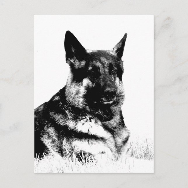 cartão postal do german shepherd (Frente)