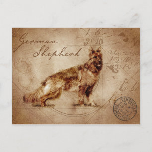 Cartão postal do german shepherd Vintage
