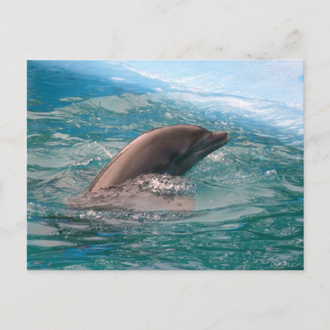 Cartão Postal do Golfinho (Frente)