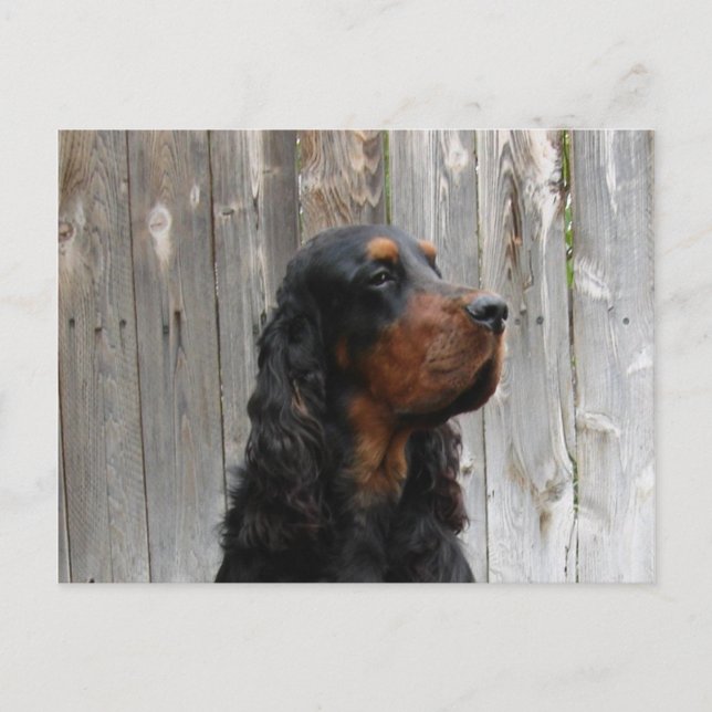 Cartão postal do Gordon Setter (Frente)