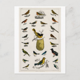 CARTÃO POSTAL DO GRÁFICO DE AVES DE VINTAGEM