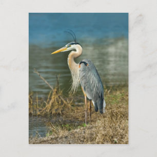 Cartão Postal do Grande Garça Azul