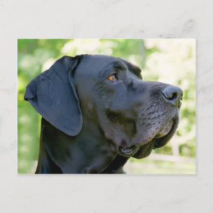 Cartão postal do Great Dane