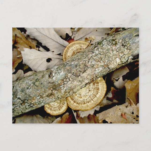 Cartão postal do Grupo Shelf Fungus (Frente)