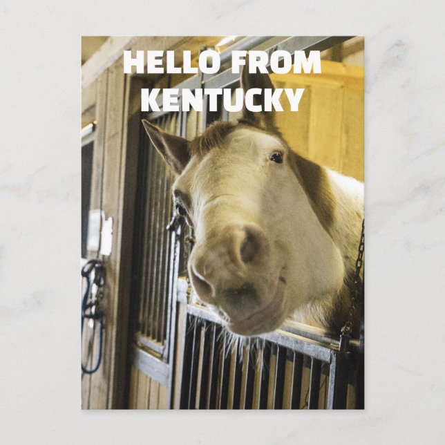 CARTÃO POSTAL DO HORSE KENTUCKY FUNNY (Frente)