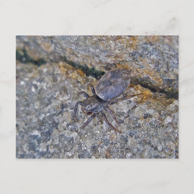 Cartão postal do IBSP Jetty Spider (Frente)