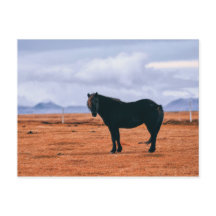 Cartão postal do icônico cavalo islandês preto