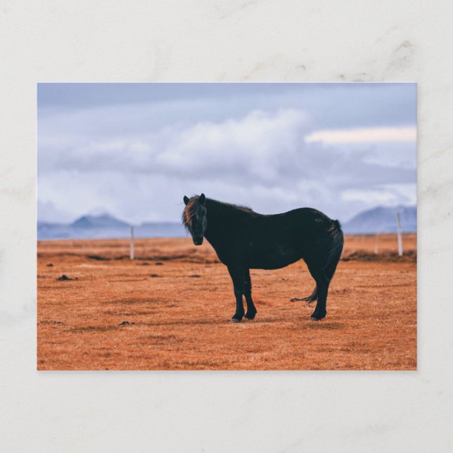 Cartão postal do icônico cavalo islandês preto (Frente)