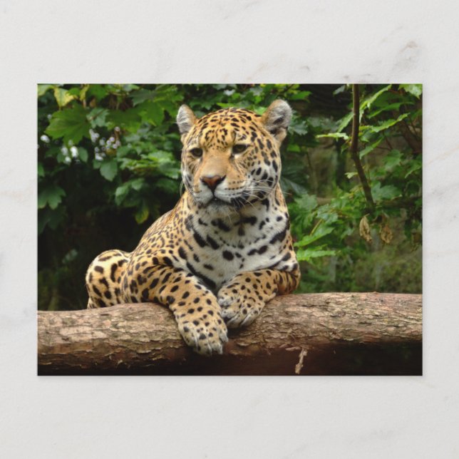 Cartão postal do jaguar em um tronco (Frente)