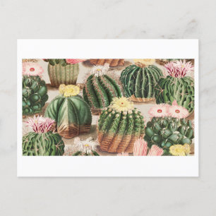 Cartão Postal do Jardim de Cactos