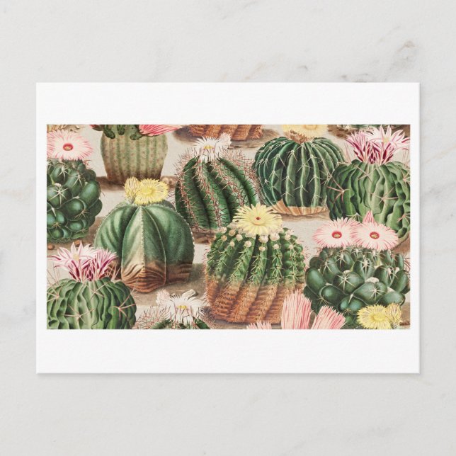 Cartão Postal do Jardim de Cactos (Frente)
