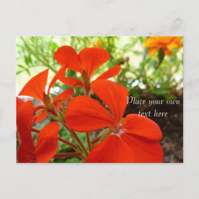 cartão postal do jardim de flores (Frente)