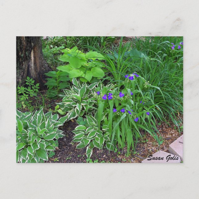 Cartão postal do Jardim de Hosta com Flores Roxas (Frente)