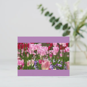 Cartão postal do Jardim de Tulipas