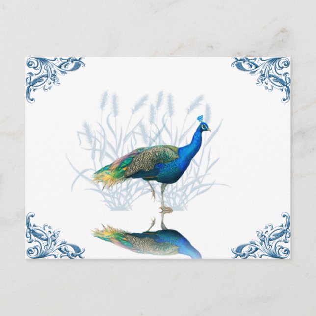 Cartão postal do Jardim Peacock (Frente)