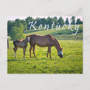 Cartão postal do Kentucky. Cavalos na fazenda.