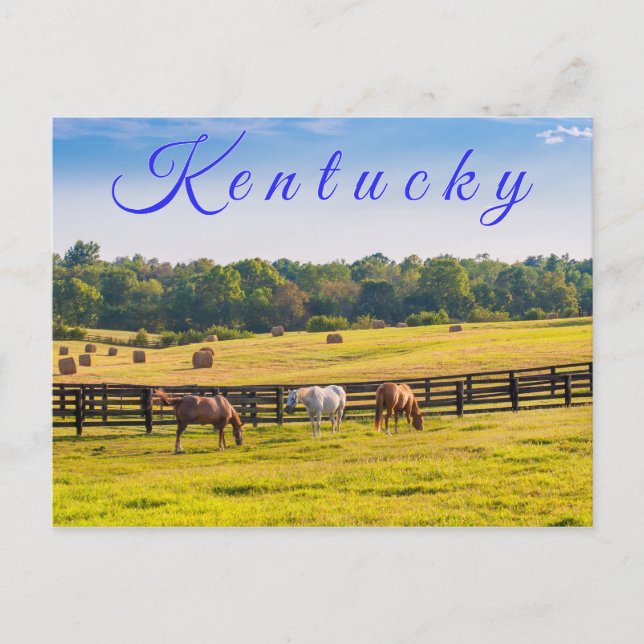 Cartão postal do Kentucky. Cavalos na fazenda de c (Frente)
