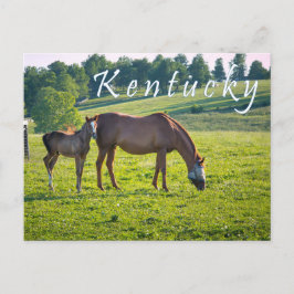 Cartão postal do Kentucky. Cavalos na fazenda de c