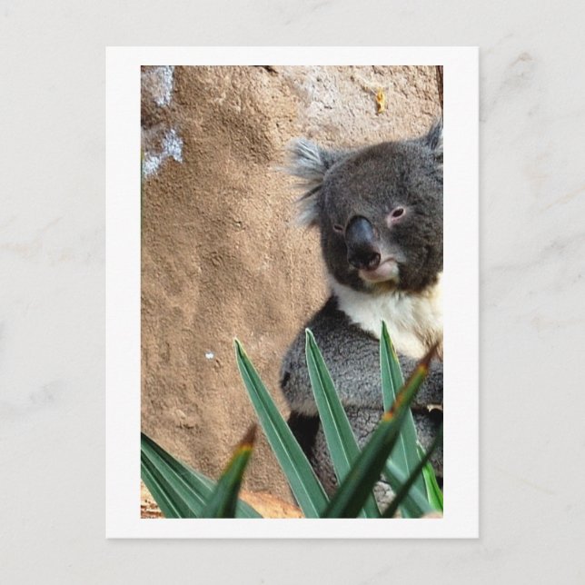 Cartão postal do koala em close-up (Frente)