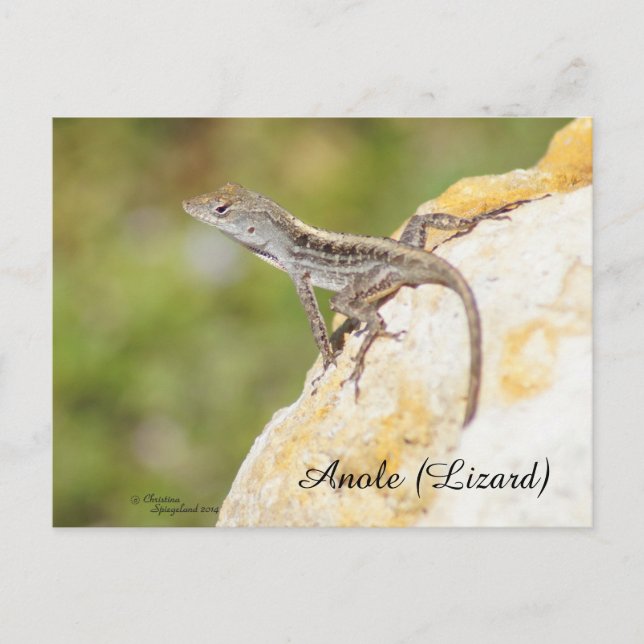Cartão postal do lagarto Anole fofo (Frente)