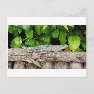 Cartão Postal do Lagarto de Belize