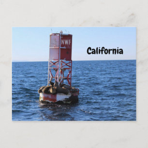 Cartão postal do Leão do Mar da Califórnia