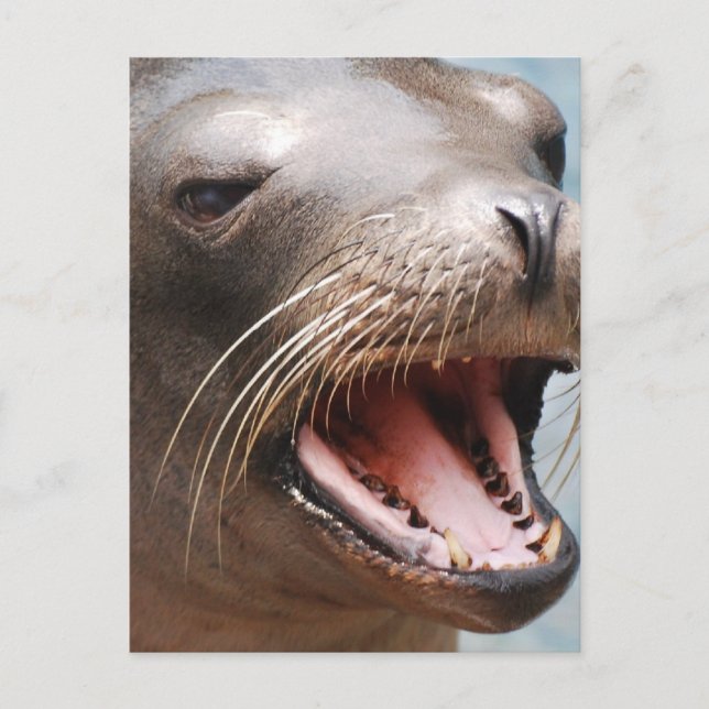 Cartão postal do Leão do Mar da Califórnia (Frente)