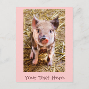 Cartão postal do leitãozinho cor-de-rosa