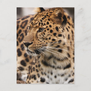 Cartão Postal do Leopardo