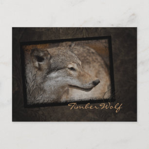 Cartão Postal do Lobo Cinzento