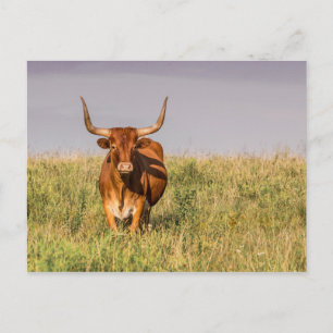 Cartão postal do Longhorn em pé em um campo