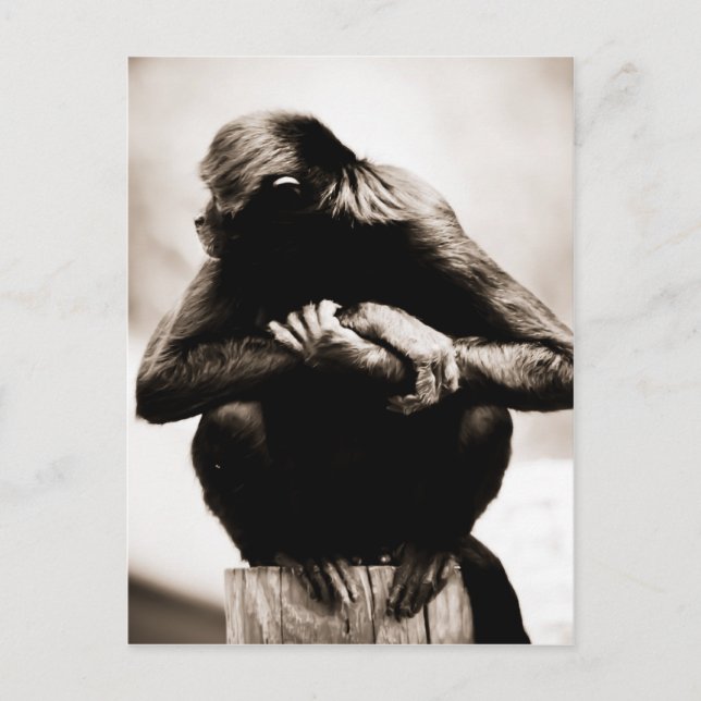 Cartão postal do macaco-aranha (Frente)