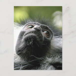 Cartão postal do Macaco Colobus Ruanda