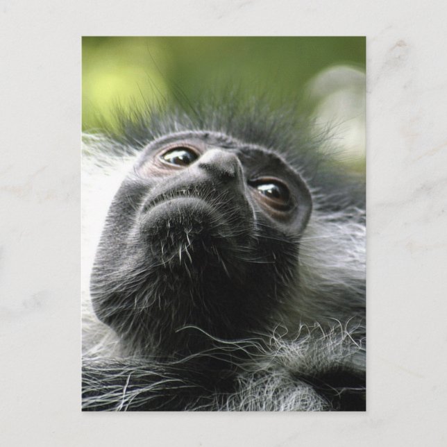 Cartão postal do Macaco Colobus Ruanda (Frente)