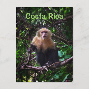 Cartão postal do macaco Costa Rica