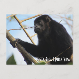 Cartão postal do macaco Costa Rica Howler