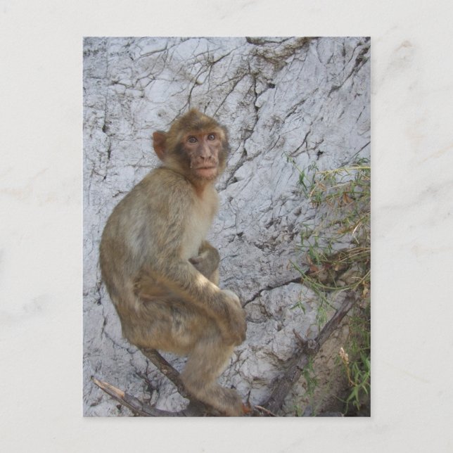 Cartão postal do Macaco Gibraltar, personalizar (Frente)